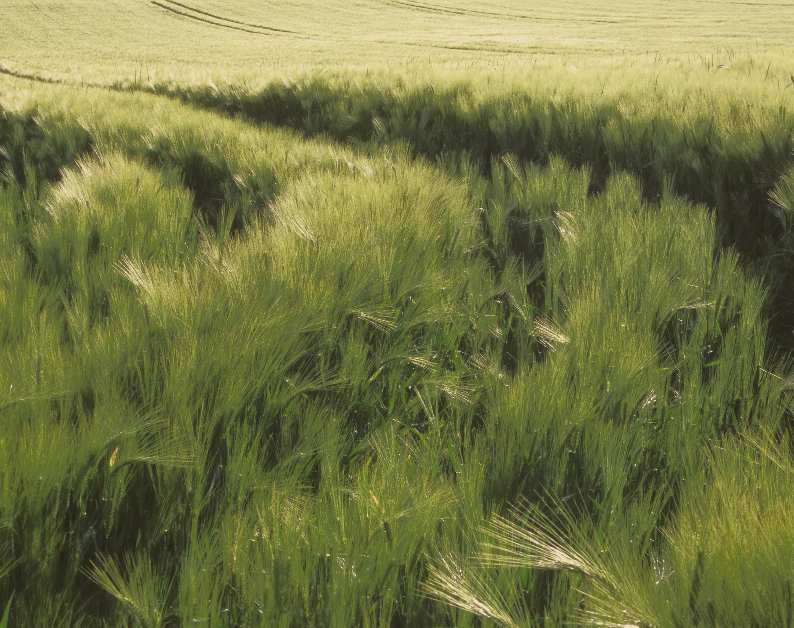 Crop fields